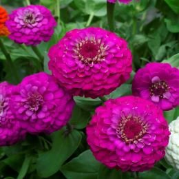 Zinnia Purple Flower Seeds for Home Garden